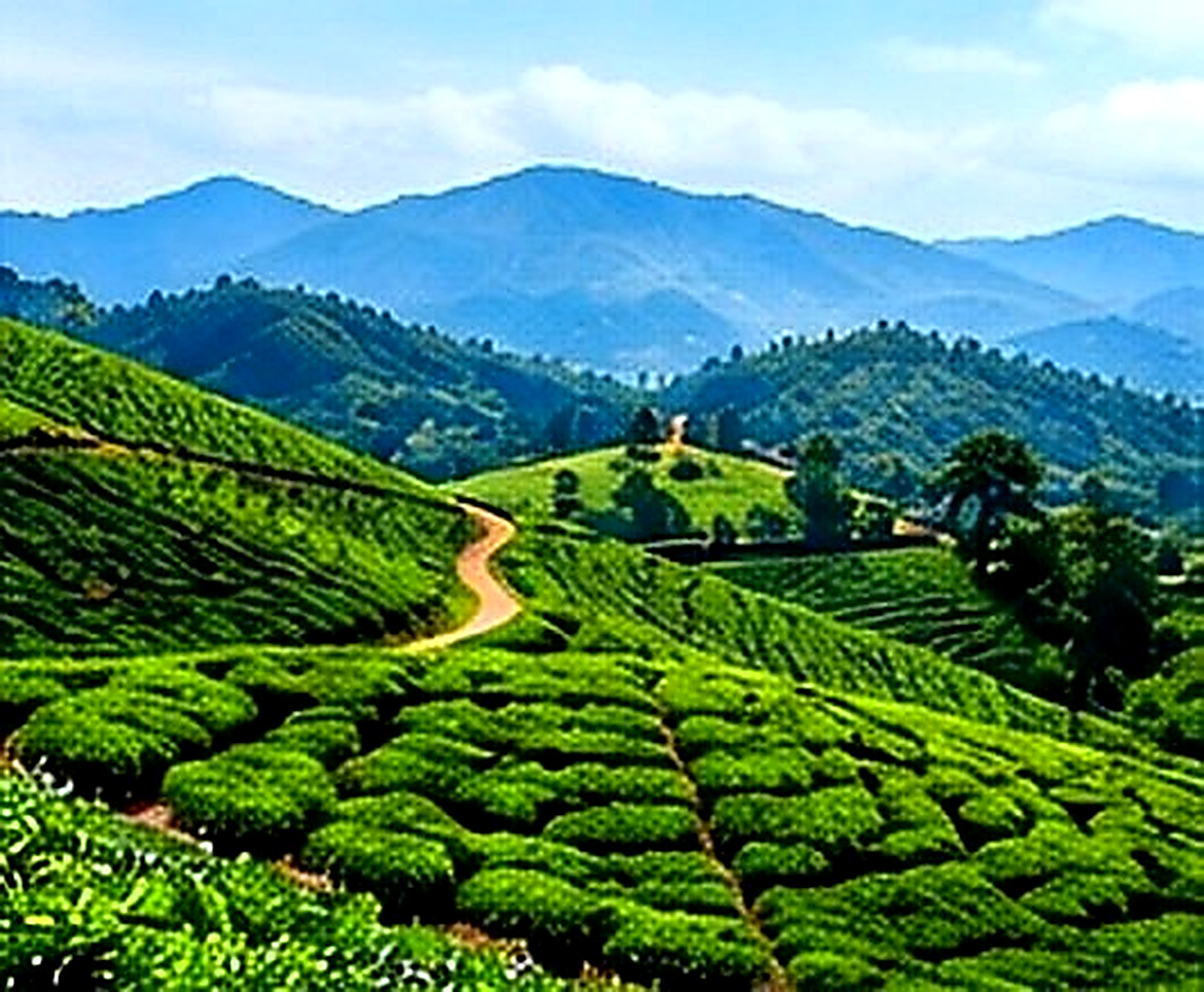 Green tea plantations in Munnar